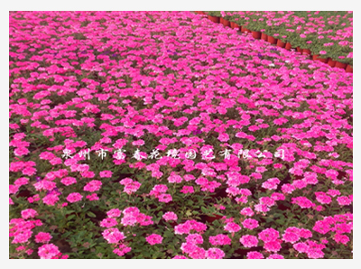 7.玫红美女樱 .jpg