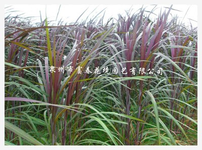 紫巨人象草