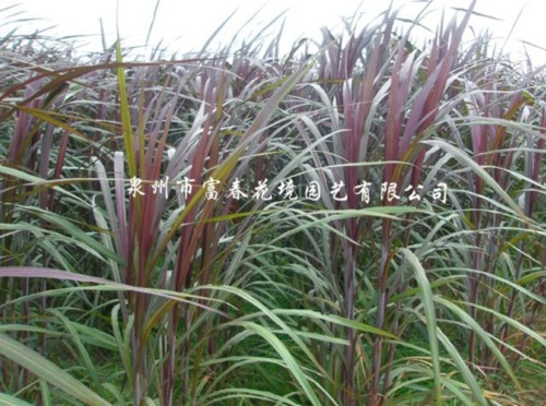 紫巨人象草 