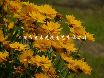 重瓣大花金鸡菊   