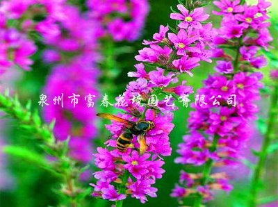 密花千屈菜