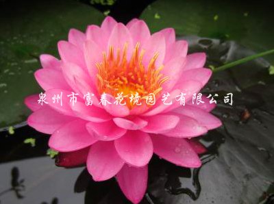 睡莲“出水芙蓉”