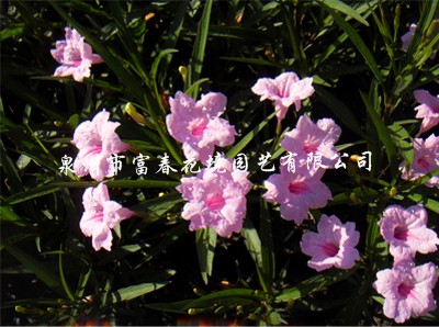 翠芦莉（粉花）