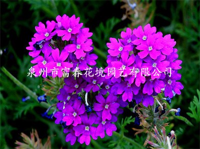 深紫细裂美女樱